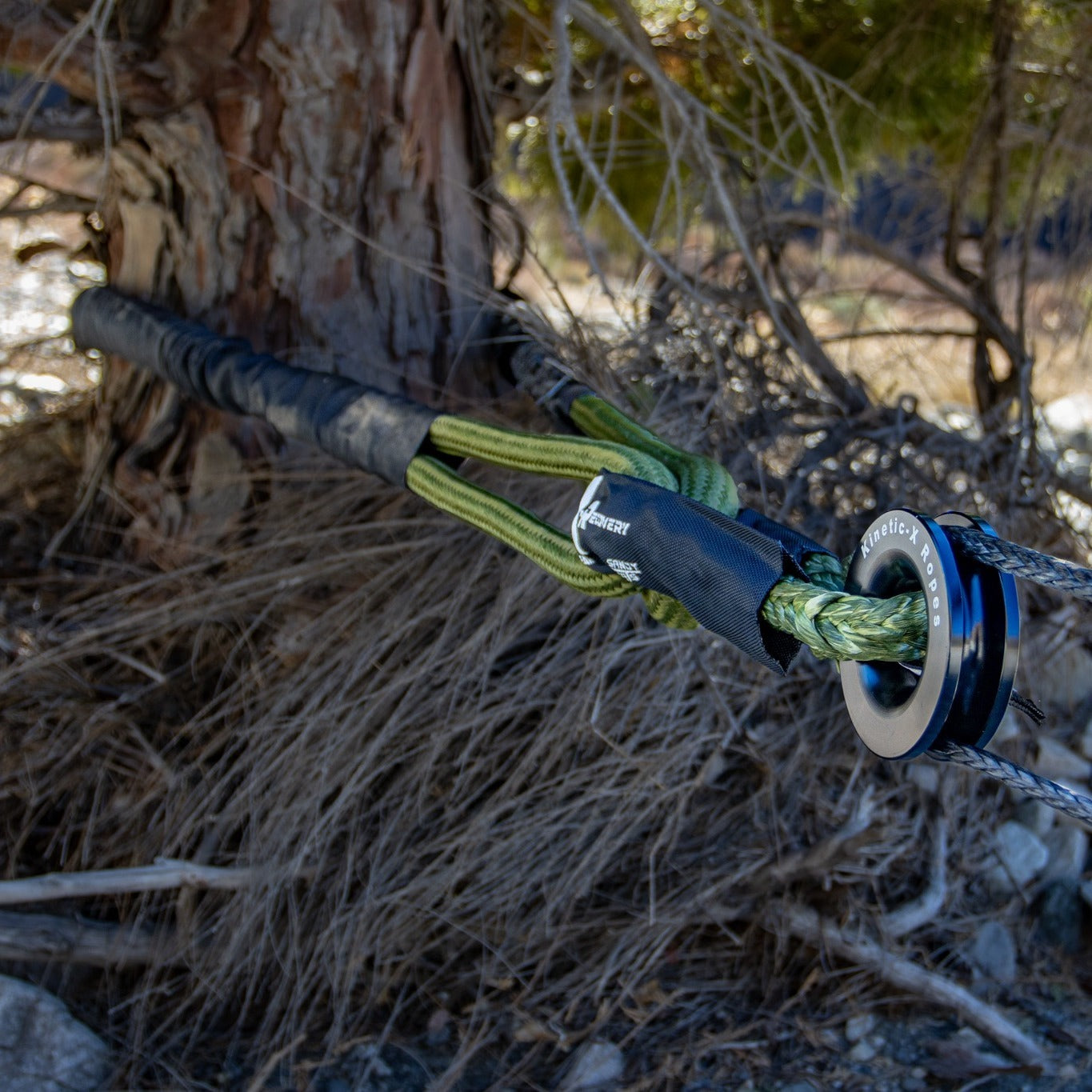 Hero Bridle choked around a pine as a tree anchor, pulley hanging from the eyes